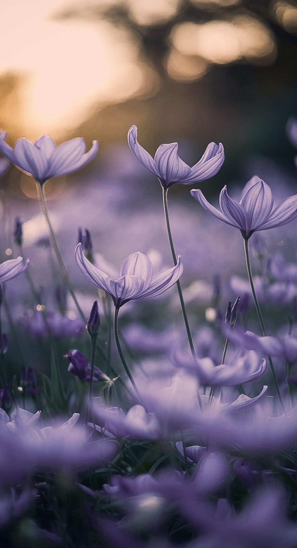 beautiful cute nature mobile phone wallpaper background (10)