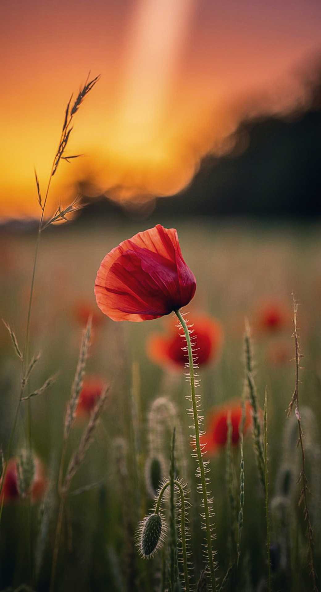 beautiful cute nature mobile phone wallpaper background (19)