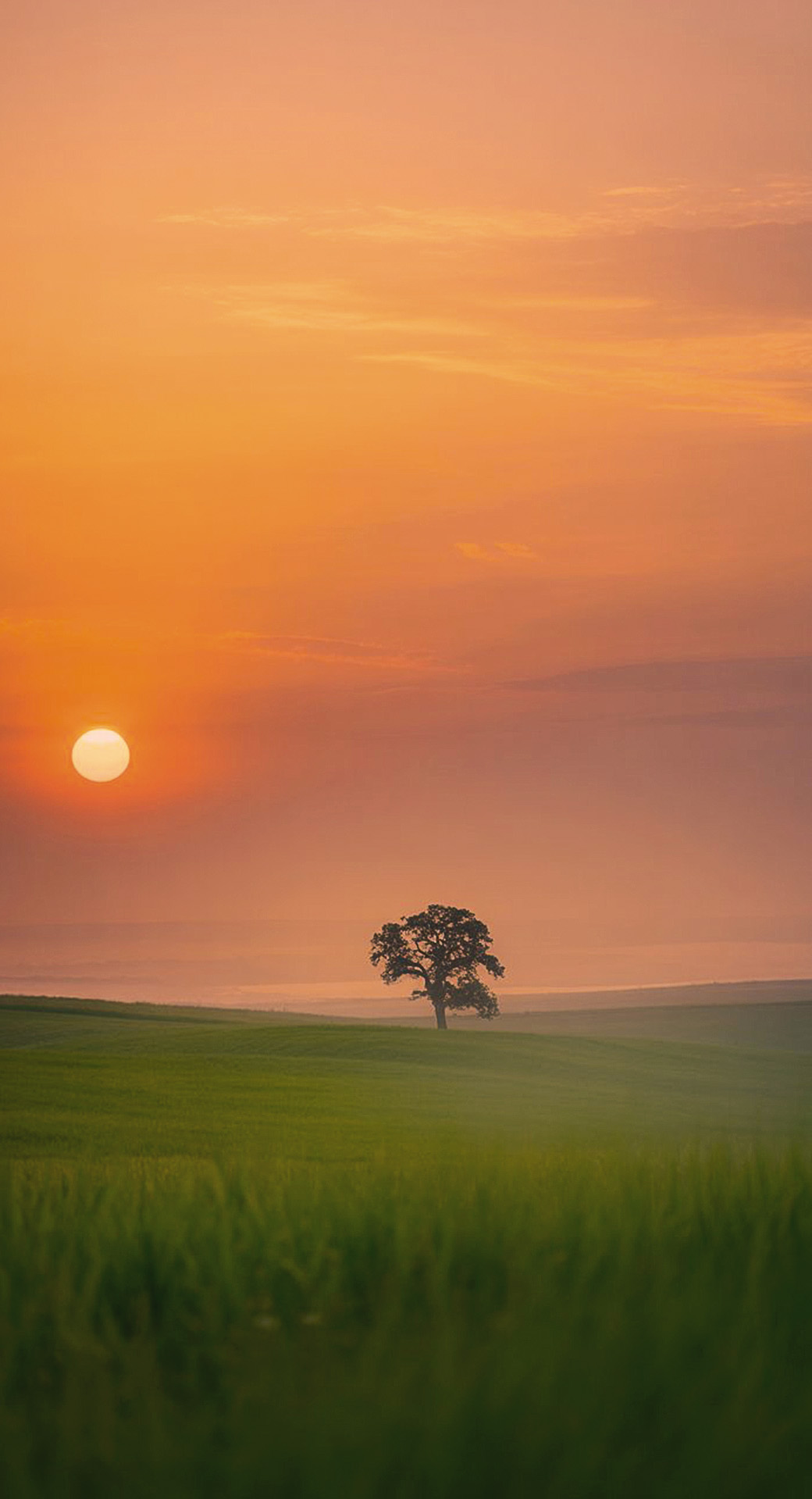 beautiful cute nature mobile phone wallpaper background (2)